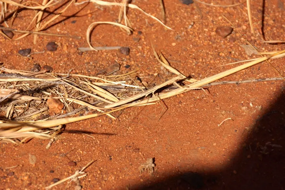 Foto 9 zu Uluru Trekking und Kata Tjuta